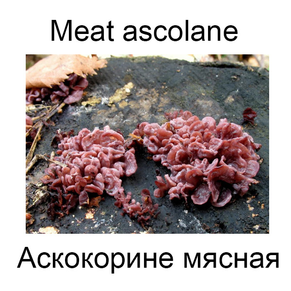Ягоды и грибы на английском